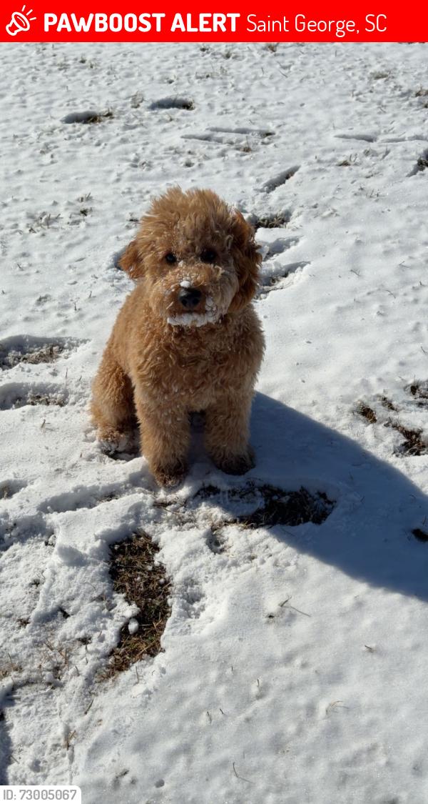 Lost Male Dog last seen Farmers market rd, Saint George, SC 29477