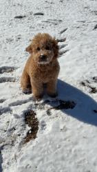 Lost Male Dog last seen Farmers market rd, Saint George, SC 29477