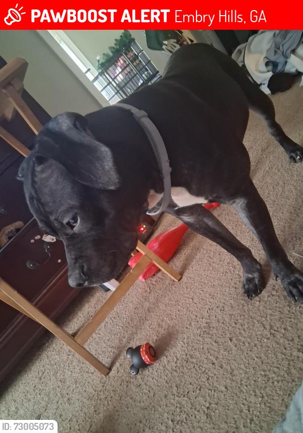 Lost Male Dog last seen Jimmy Carter, Mountain Industrial, Embry Hills, GA 30341