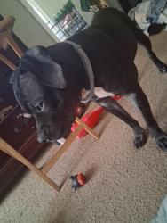 Lost Male Dog last seen Jimmy Carter, Mountain Industrial, Embry Hills, GA 30341