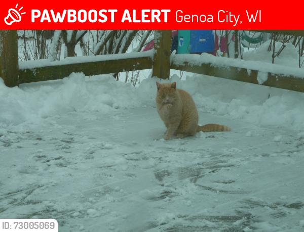 Lost Female Cat last seen Morning Glory Ln and Lakeshore dr., Genoa City, WI 53128