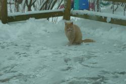 Lost Female Cat last seen Morning Glory Ln and Lakeshore dr., Genoa City, WI 53128