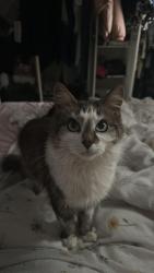 Reunited Female Cat last seen Near Albany Rd, Enfield EN3, UK, Greater London, England EN3