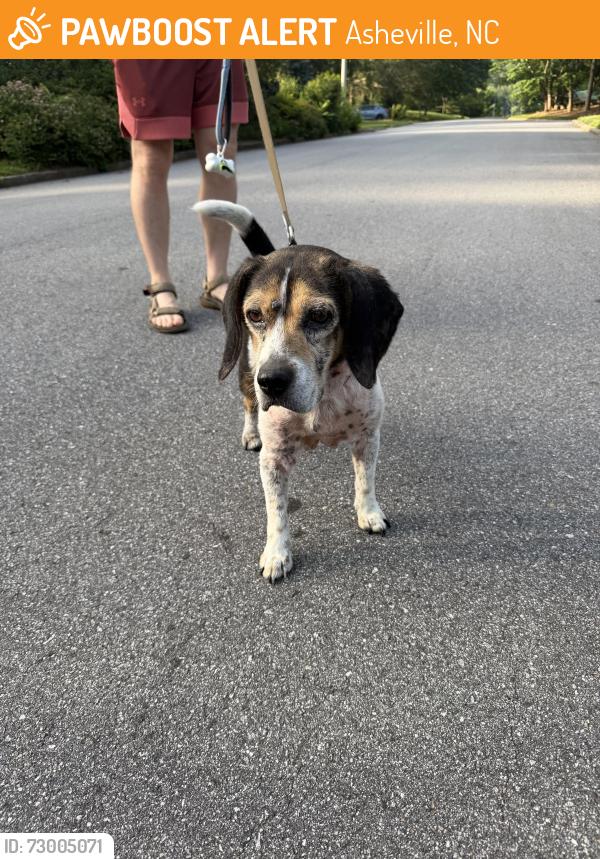 Surrendered Male Dog last seen Near W Baird Mountain Rd, Weaverville, NC, Asheville, NC 28804