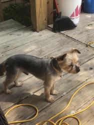 Lost Male Dog last seen 18th street, Louisville, KY 40210