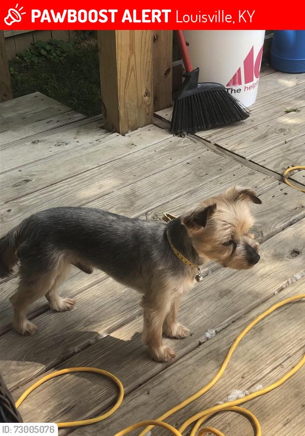 Lost Male Dog last seen 18th street, Louisville, KY 40210
