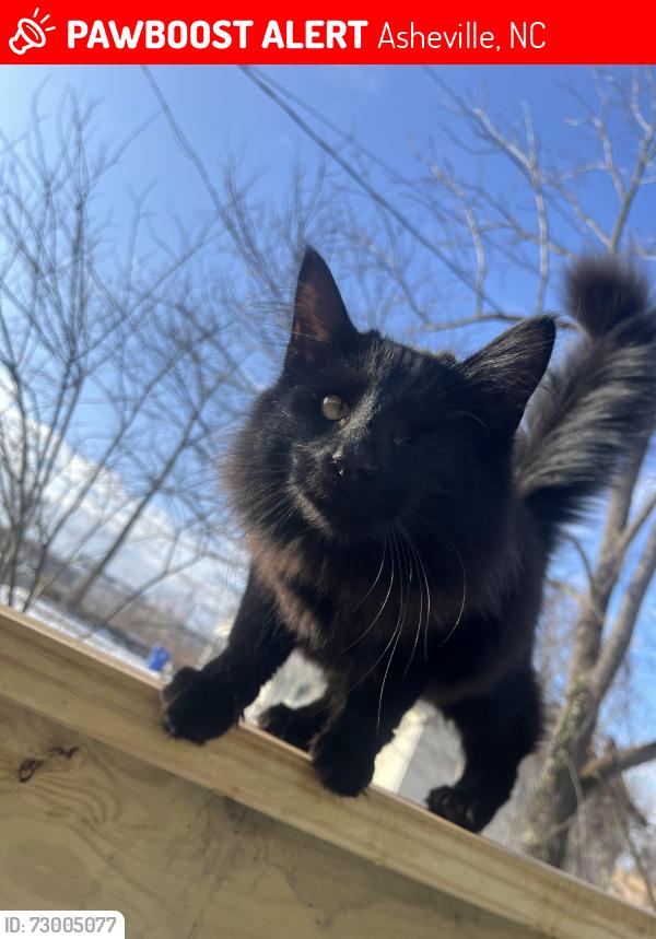 Lost Female Cat last seen Westgate shopping center, Asheville, NC 28806