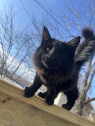 Lost Female Cat last seen Westgate shopping center, Asheville, NC 28806