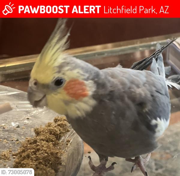 Lost Male Bird last seen Camelback & Dysart, Litchfield Park, AZ 85340