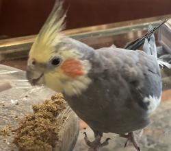 Lost Male Bird last seen Camelback & Dysart, Litchfield Park, AZ 85340