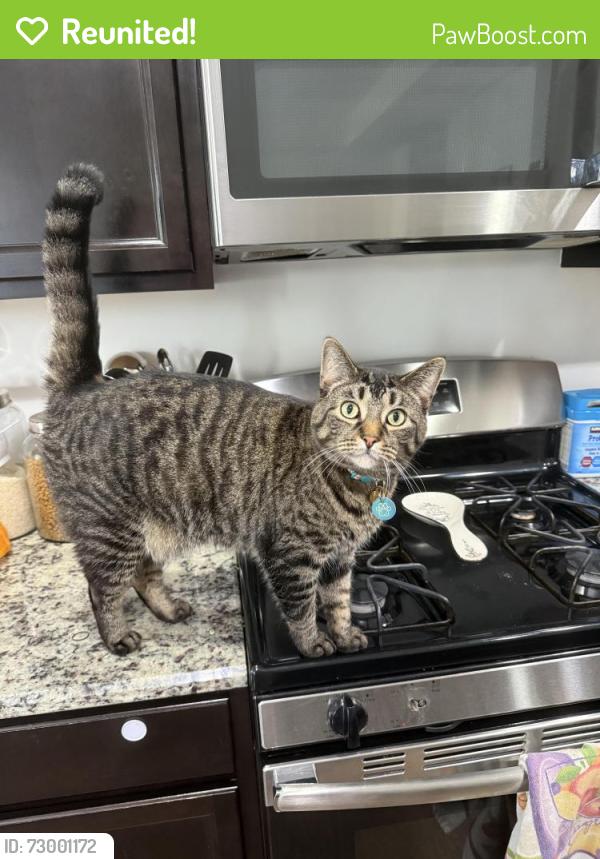 Reunited Male Cat last seen Ardmoor and Sheffield, Superior Township, MI 48198