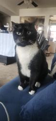 Lost Male Cat last seen Near Fieldcreek Way , Parkville, MD 21234
