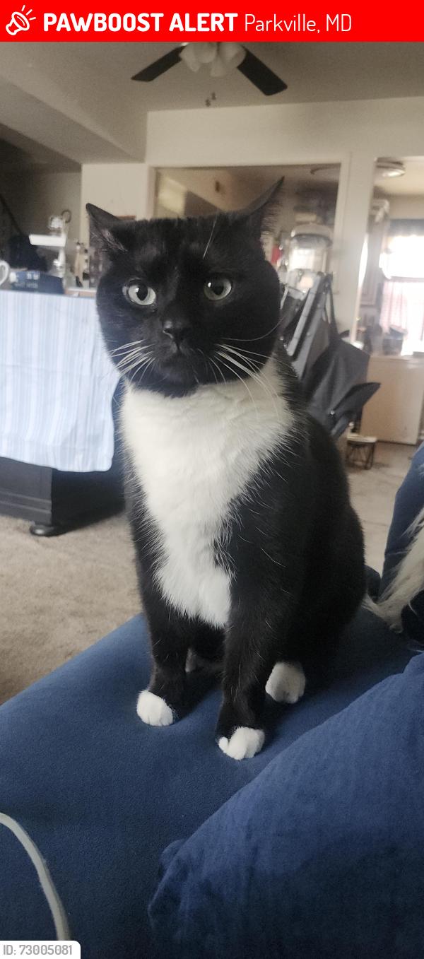 Lost Male Cat last seen Near Fieldcreek Way , Parkville, MD 21234