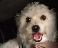 Lost Male Dog last seen San Diego river area, San Diego, CA 92108