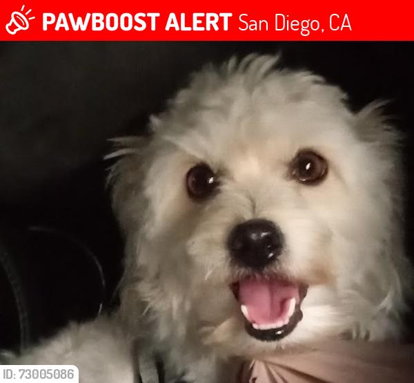 Lost Male Dog last seen San Diego river area, San Diego, CA 92108