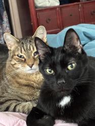 Reunited Male Cat last seen William , State College, PA 16801