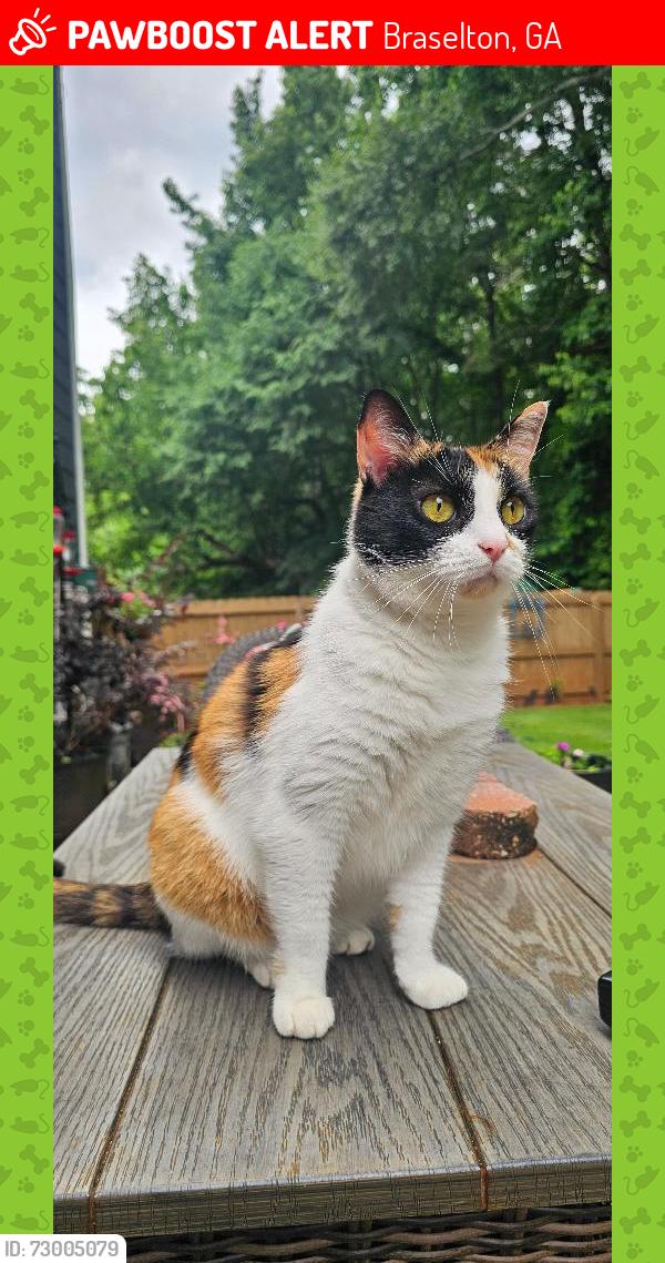 Lost Female Cat last seen Near Hancock Pl., Braselton, GA 30517