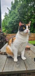 Lost Female Cat last seen Near Hancock Pl., Braselton, GA 30517
