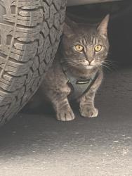 Found/Stray Unknown Cat last seen Woodmont Blvd. corner Hillsboro Pike, 37215, Nashville, TN 37215