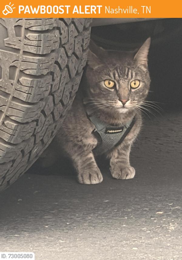 Found/Stray Unknown Cat last seen Woodmont Blvd. corner Hillsboro Pike, 37215, Nashville, TN 37215