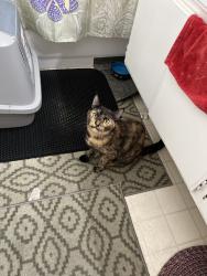 Reunited Female Cat last seen Van Nuys, Los Angeles, CA, USA, Los Angeles, CA 91405