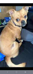 Lost Male Dog last seen Terry park billings mt, Billings, MT 59102