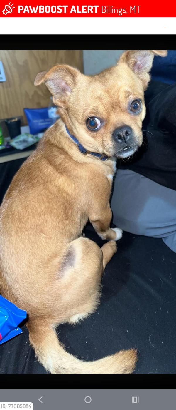 Lost Male Dog last seen Terry park billings mt, Billings, MT 59102