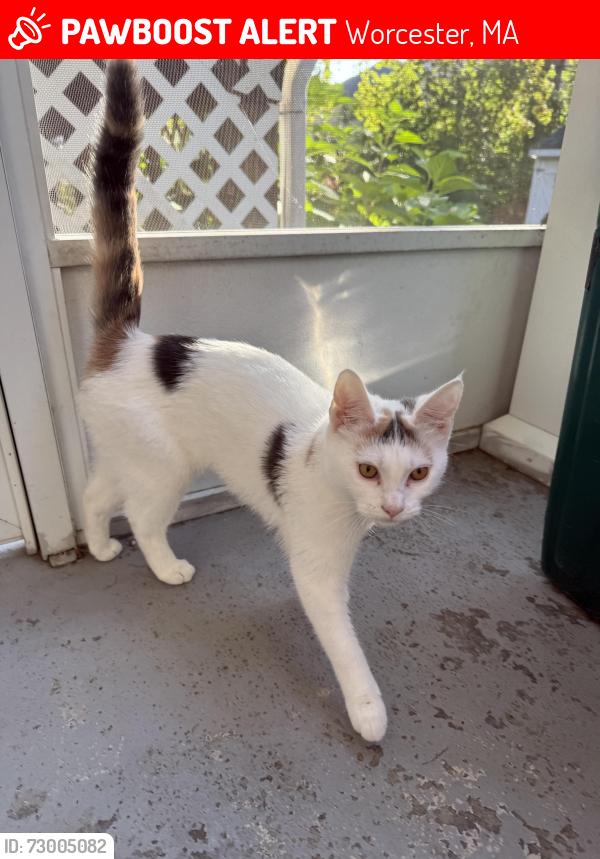 Lost Female Cat last seen May St / Van St, near May St Elementary School, Worcester, MA 01602
