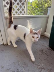 Lost Female Cat last seen May St / Van St, near May St Elementary School, Worcester, MA 01602