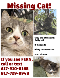 Reunited Female Cat last seen Wyman and Bolster, Boston, MA 02130