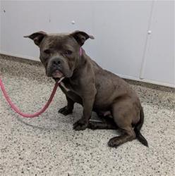 Shelter Stray Female Dog last seen Near BLOCK EXETER DETROIT, MI 48203, 7401 Chrysler Dr, Detroit, MI 48211, USA