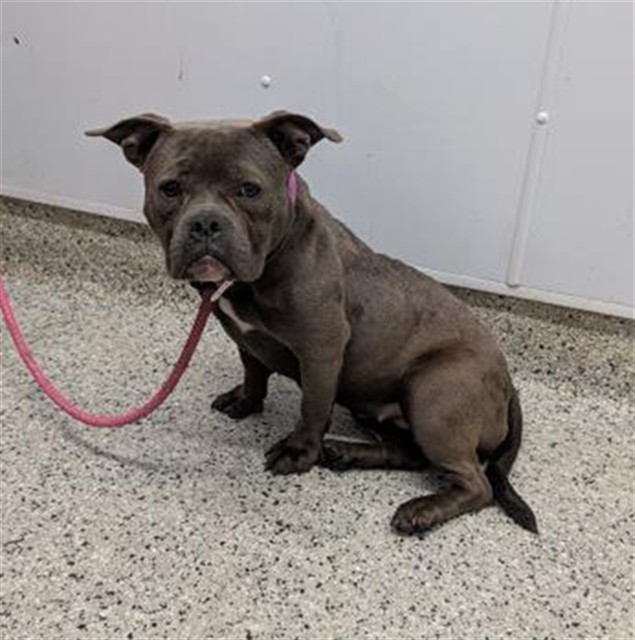 Shelter Stray Female Dog last seen Near BLOCK EXETER DETROIT, MI 48203, 7401 Chrysler Dr, Detroit, MI 48211, USA