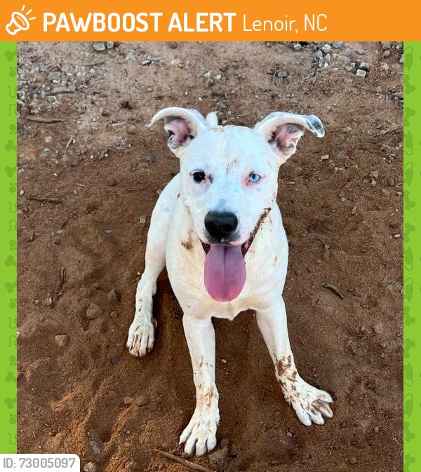 Found/Stray Male Dog last seen Oak Hill Park Circle, Lenoir, NC 28645