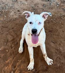 Found/Stray Male Dog last seen Oak Hill Park Circle, Lenoir, NC 28645