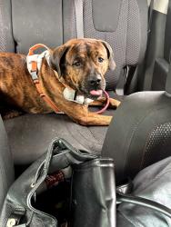 Lost Male Dog last seen Whitmore and Southeast Stonecrop, Port St. Lucie, FL 34984