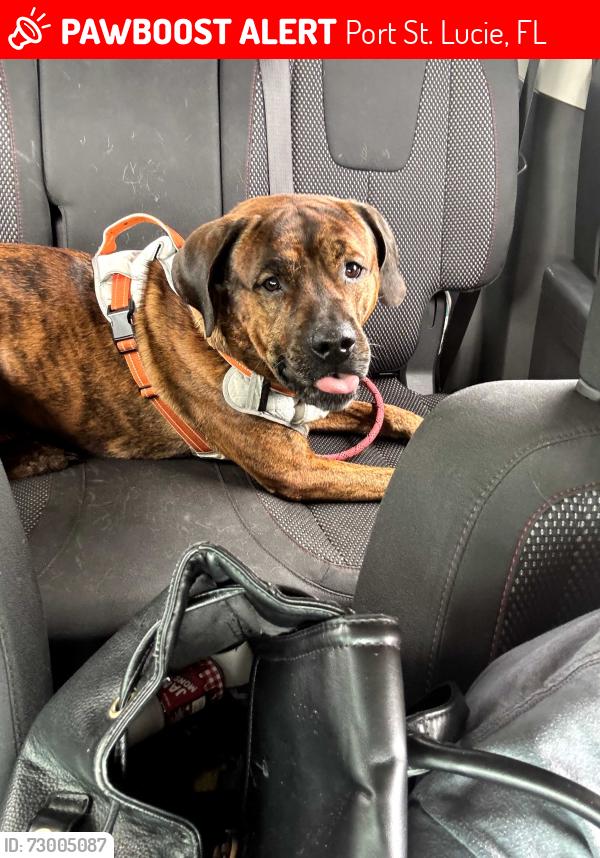 Lost Male Dog last seen Whitmore and Southeast Stonecrop, Port St. Lucie, FL 34984
