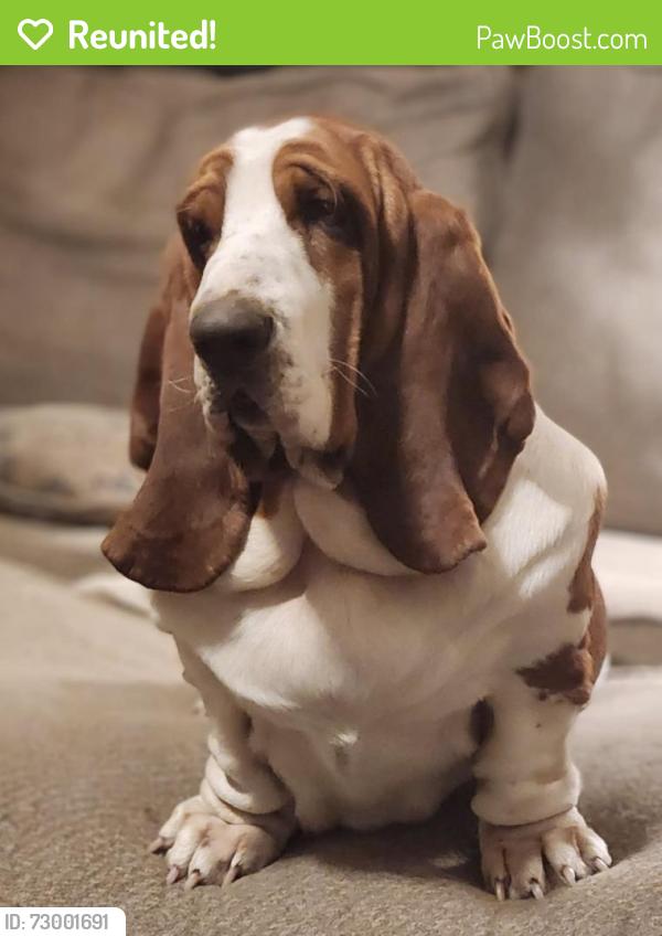 Reunited Female Dog last seen Ware bottom battlefield. , Chesterfield County, VA 23836