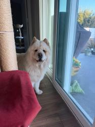 Lost Female Dog last seen Thornhill and Fallon, Port St. Lucie, FL 34983