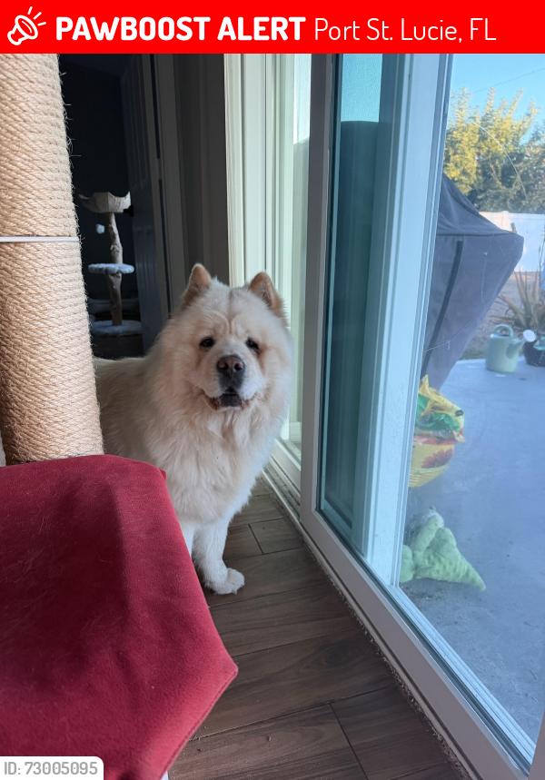 Lost Female Dog last seen Thornhill and Fallon, Port St. Lucie, FL 34983