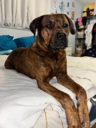 Reunited Male Dog last seen Stonecrop and se whitmore, Port St. Lucie, FL 34984