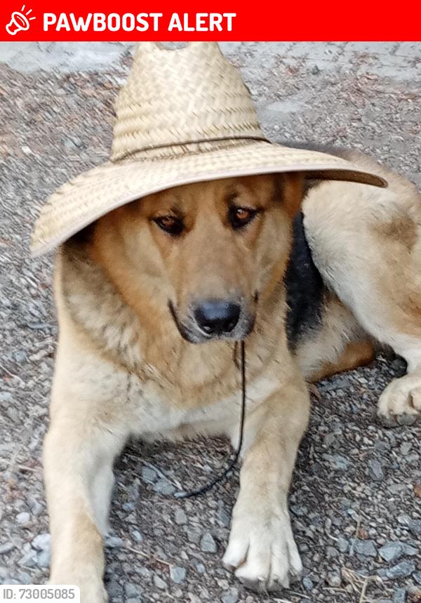 Lost Male Dog last seen Fiesta grill , Huntington Beach, CA 92648