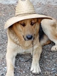 Lost Male Dog last seen Fiesta grill , Huntington Beach, CA 92648