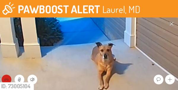 Found/Stray Unknown Dog last seen Clark Ave, Laurel, MD 20707