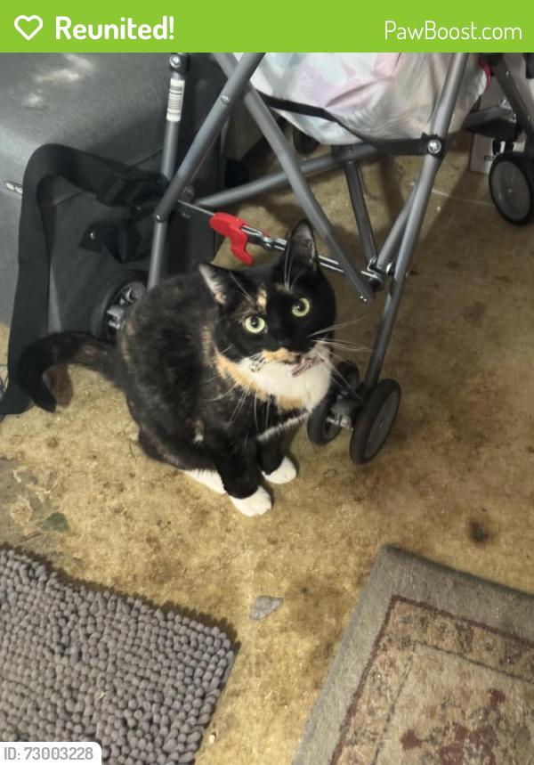 Reunited Female Cat last seen Near S Plum Street, Mount Joy, Mount Joy, PA 17552