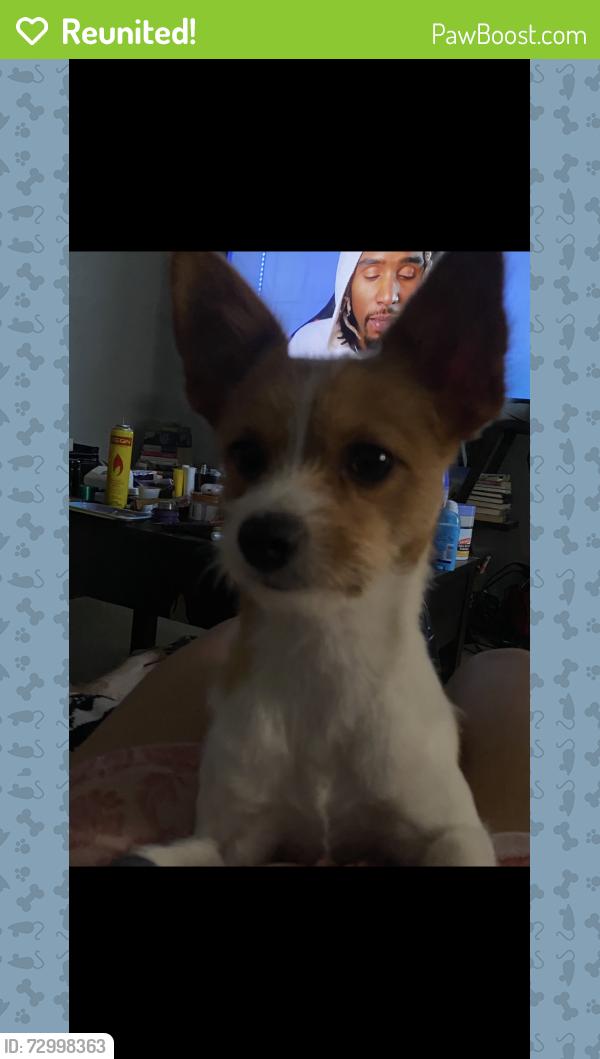 Reunited Male Dog last seen Near east Houston st , New York, NY 10002