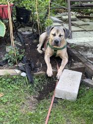 Lost Female Dog last seen Auburn rd and John r, Rochester Hills, MI 48307