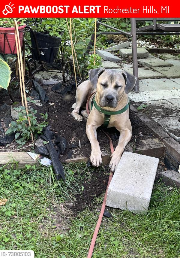 Lost Female Dog last seen Auburn rd and John r, Rochester Hills, MI 48307