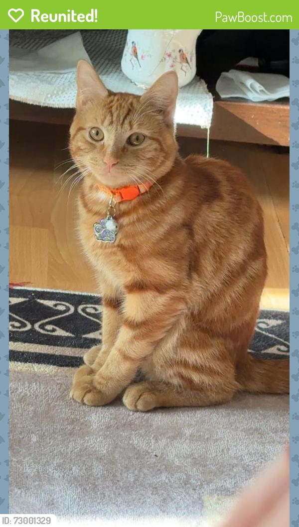 Reunited Male Cat last seen Lady Margaret , Southall, England 