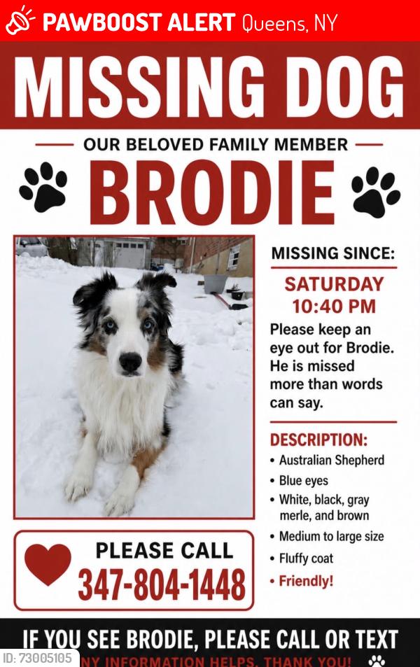 Lost Male Dog last seen Last seen in Whitestone on 147th street and 20th ave., Queens, NY 11357