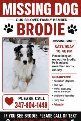 Lost Male Dog last seen Last seen in Whitestone on 147th street and 20th ave., Queens, NY 11357